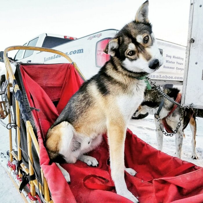 Luna Lobos Dog Sledding Park City Utah