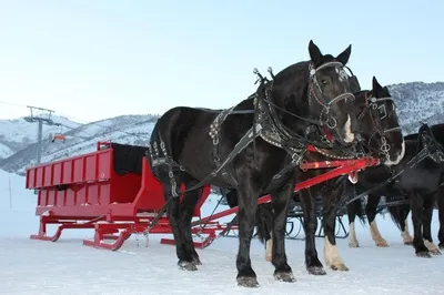 Park City Sleigh Ride Park City Mountain